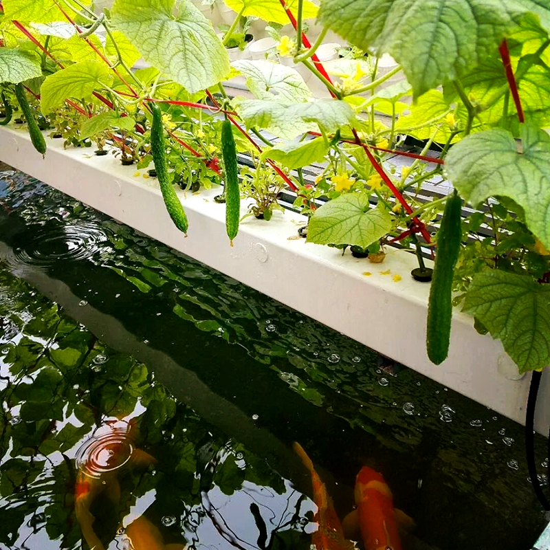 巴中市玻璃大棚鱼菜共生 - 哪里好